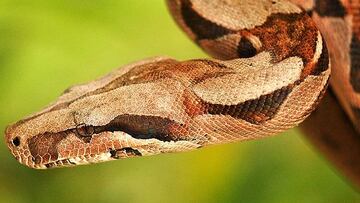 Se busca una boa constrictor de dos metros que se escapó de un piso en Ferrol