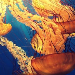 Medusas en España: qué tipos hay, como son las picaduras y cuáles son las más peligrosas