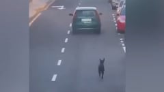 Una mujer abandona a su perro y él corre para alcanzarla: el registro es desgarrador
