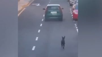 Una mujer abandona a su perro y él corre para alcanzarla: el registro es desgarrador
