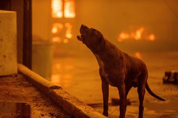 Un perro ladra mientras el incendio de Eaton destruye un vecindario.