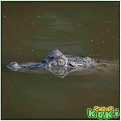 Capturan un caimán en Toledo: “Ha sido una odisea”