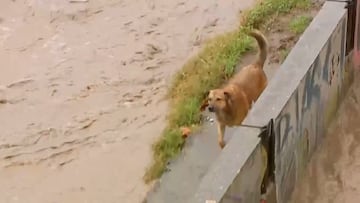 Captan dramático rescate de perros atrapados en el río Mapocho: así terminó todo