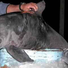 Peligro de extinción del mamífero marino más pequeño del mundo: quedan 10 ejemplares