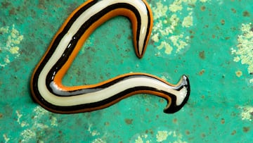 Gusano cabeza de martillo