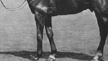 <b>HEROICO. </b>El caballo australiano Moifaa ganó el Grand National en 1904, tras salvarse de un naufragio.