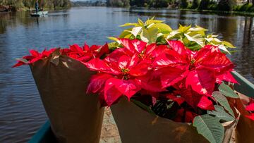 8 de diciembre: ¿Cómo se llama la flor de Nochebuena en otros países?