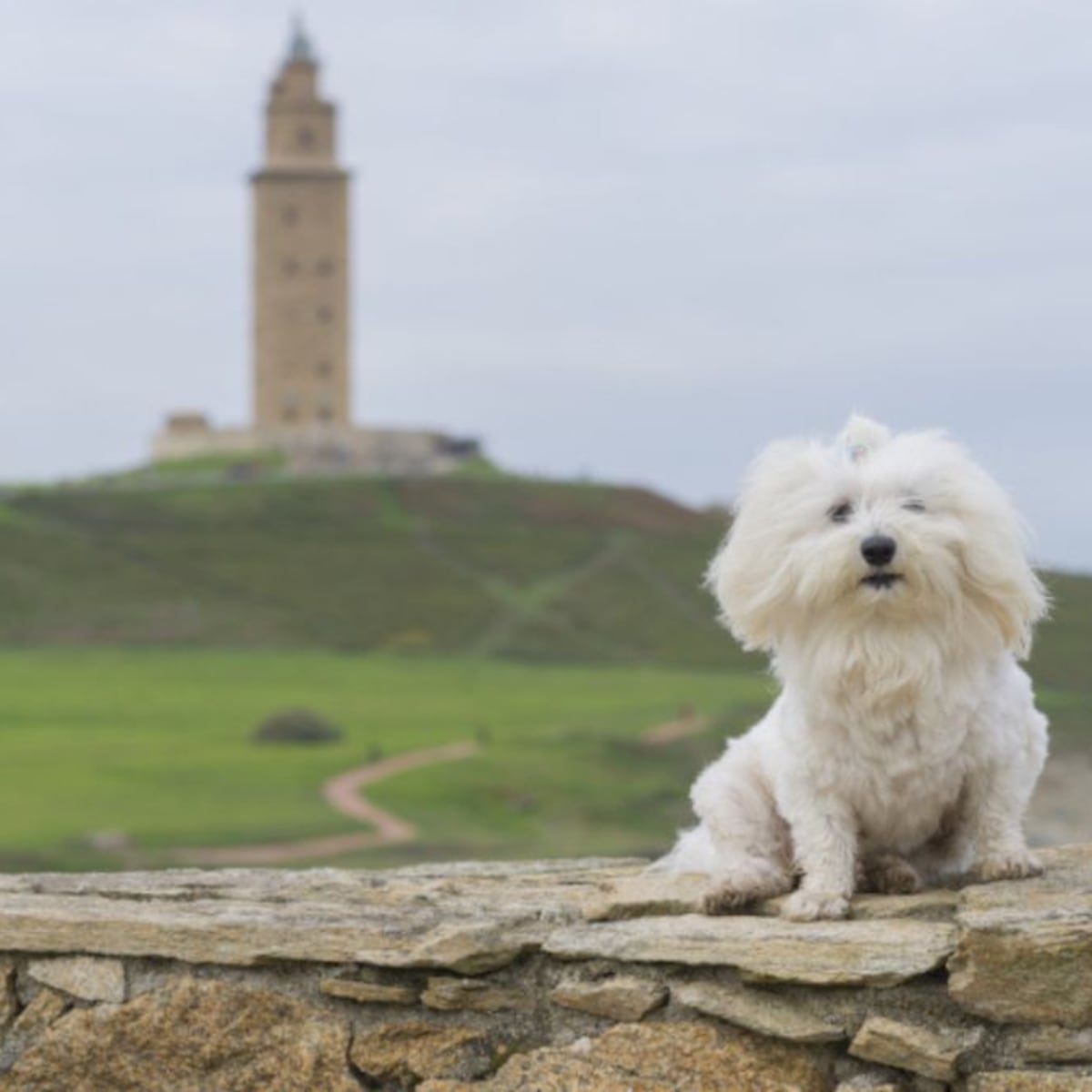 Alojamiento pet-friendly: la clave para unas vacaciones tranquilas y poder viajar con perros