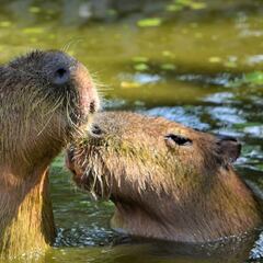 Los nuevos animales de famoso zoológico mexicano que despiertan pasiones entre sus asistentes