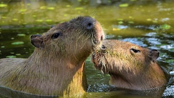 Los nuevos animales de famoso zoológico mexicano que despiertan pasiones entre sus asistentes