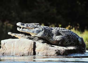 El cocodrilo del Nilo (Crocodylus niloticus) es una especie de saurópsido de la familia Crocodylidae. Puede alcanzar los seis metros de largo y pesar hasta 700 kg. Se estima que unas 200 personas mueren al año por este reptil.