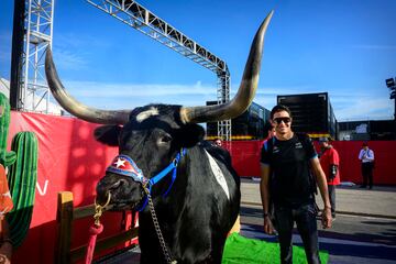 El piloto de BWT Alpine F1, Esteban Ocon, del equipo de Francia, posa con un toro  en la entrada de la pista antes del inicio del Gran Premio de Estados Unidos.