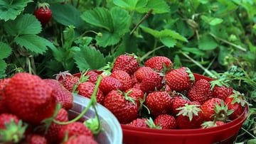El truco definitivo para cosechar fresas en casa todo el año, incluso en invierno