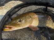 Un pescador de 12 años atrapa un lucio de 5 kilos y lo que encuentra dentro no es apto para corazones sensibles