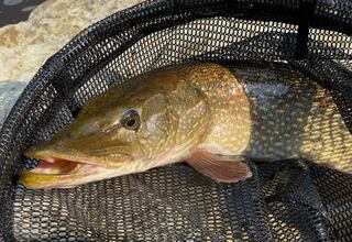 Un pescador de 12 años atrapa un lucio de 5 kilos y lo que encuentra dentro no es apto para corazones sensibles