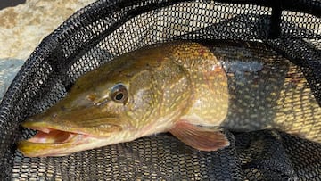 An ordinary day of fishing in northern Finland turned into an experience that a young fisherman will hardly forget.