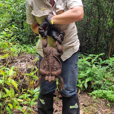 Hallan el sapo más grande del mundo
