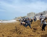Sargazo en Quintana Roo: NASA advierte exceso de sargazo; hay 22 playas en color rojo