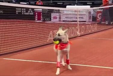 ¿¡Perros recogepelotas!? Serán protagonistas en el Brasil Open