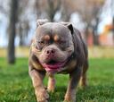 Los American Bully XL, la raza de perros que Reino Unido podrá sacrificar desde febrero