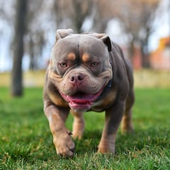 Los American Bully XL, la raza de perros que Reino Unido podrá sacrificar desde febrero