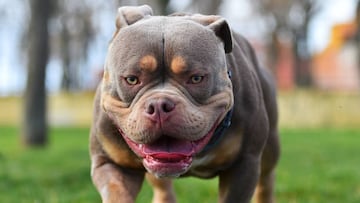 A muscular american bully dog