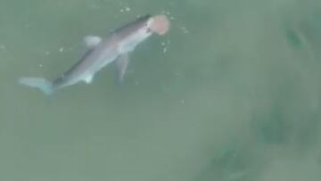 Un tibur&oacute;n abriendo la boca para atrapar a una raya en una playa de la bah&iacute;a de Jervis Bay (New South Wales, Australia), visto desde el aire por un dron pilotado por el surfista Lewis Loughlin.