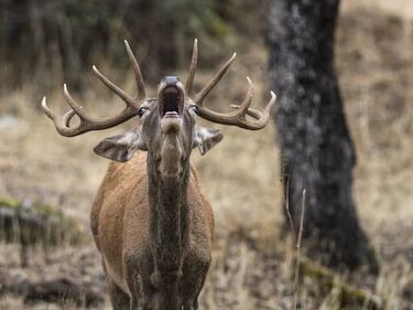 ?C¨®mo se llama la pel¨ªcula? La berrea
