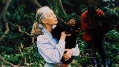 Jane Goodall, una vida dedicada al estudio de los chimpancés