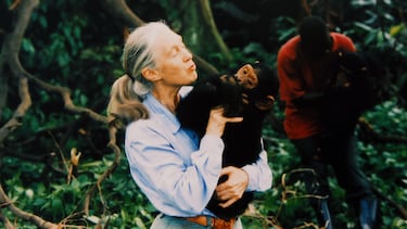 Jane Goodall, primatóloga, etóloga y antropóloga inglesa, con un chimpancé en brazos, en 1995.