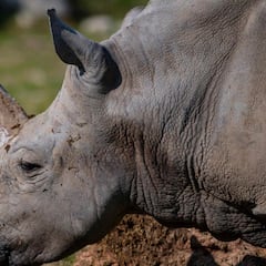 Muere el rinoceronte blanco más viejo del mundo