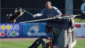 En el 2016, un mapache interrumpió en el campo de entrenamiento de los Yankees de Nueva York provocando que las autoridades tuvieran que entrar a la cancha para quitar al animal que se encontraba en la red. El mapache fue atrapado dejando un momento curioso entre los jugadores quienes siguieron su entrenamiento.