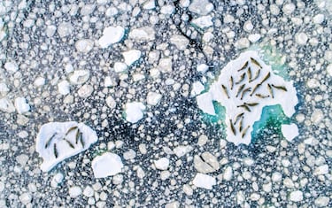Focas cangrejeras reposando sobre un iceberg en la Antártida. "La noche antes de tomar esta foto decidimos que estábamos avanzando muy poco y que pararíamos. Entonces vimos las focas alimentándose entre el hielo roto. Sabía que podría fotografiarlas descansando tras la cacería". 