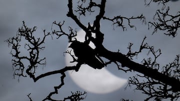 2024 solar eclipse prompted bird chorus