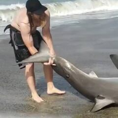 Liberan a un tiburón blanco que había sido pescado en la playa