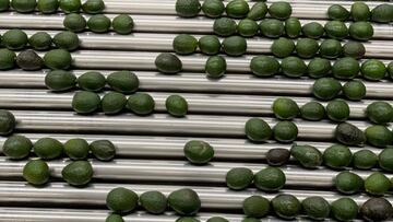 EU reanuda compra de aguacate de Michoacán