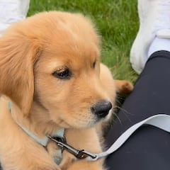 Celebrating National Golden Retriever Day: Remembering the puppy that took over social media after a garbage truck scare