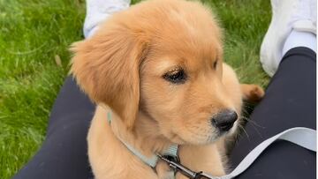 El golden retriever que arrasa en redes por el susto que se lleva con el camión de la basura