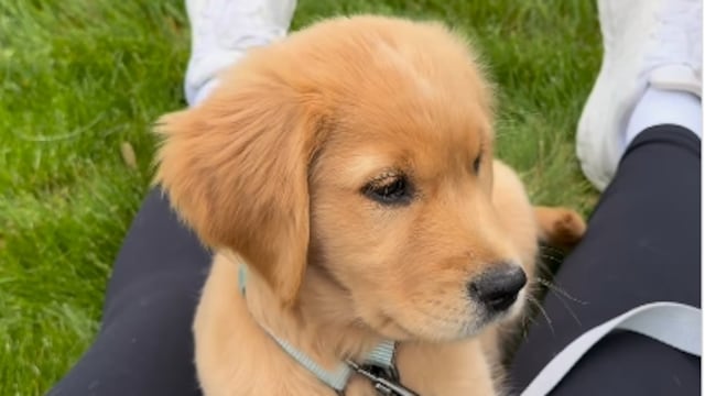 The puppy got so scared by the noise, he would rush to hide between his owner’s legs.