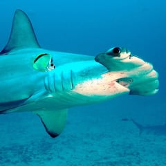 Un tiburón ataca dos veces a un surfista profesional: "Sé el riesgo que hay de morir, pero..."