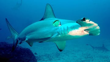 Un tibur&oacute;n martillo bajo el agua nadando entre peces. 