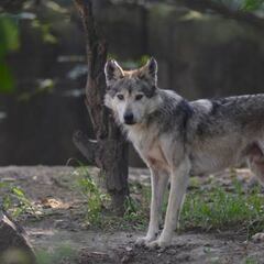 Día Mundial de los Animales: 4 de octubre
