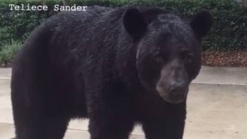 Una mujer de Florida, Teliece Sander, se encontr&oacute; cara a cara con un oso pardo y grab&oacute; el encuentro con su tel&eacute;fono m&oacute;vil.