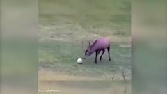 Deer scores goal, then wheels away as if in celebration