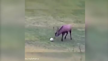 ¿Ciervo goleador? Sí, sucedió y ya es historia pura de internet