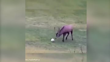 ¡Ciervo juega con un balón, anota un gol y luego celebra!