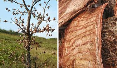 No es el Jengibre: la planta mexicana que mejora mucho la circulación de la sangre