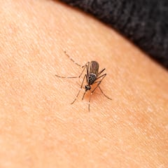 Adiós a los mosquitos: la mejor solución en primavera que además perfuma y adorna la terraza