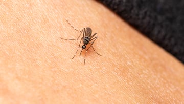 Little-known reason why some people attract more mosquito bites
