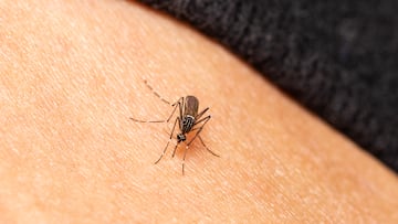 Little-known reason why some people attract more mosquito bites